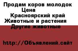 Продам коров молодок › Цена ­ 35 000 - Красноярский край Животные и растения » Другие животные   